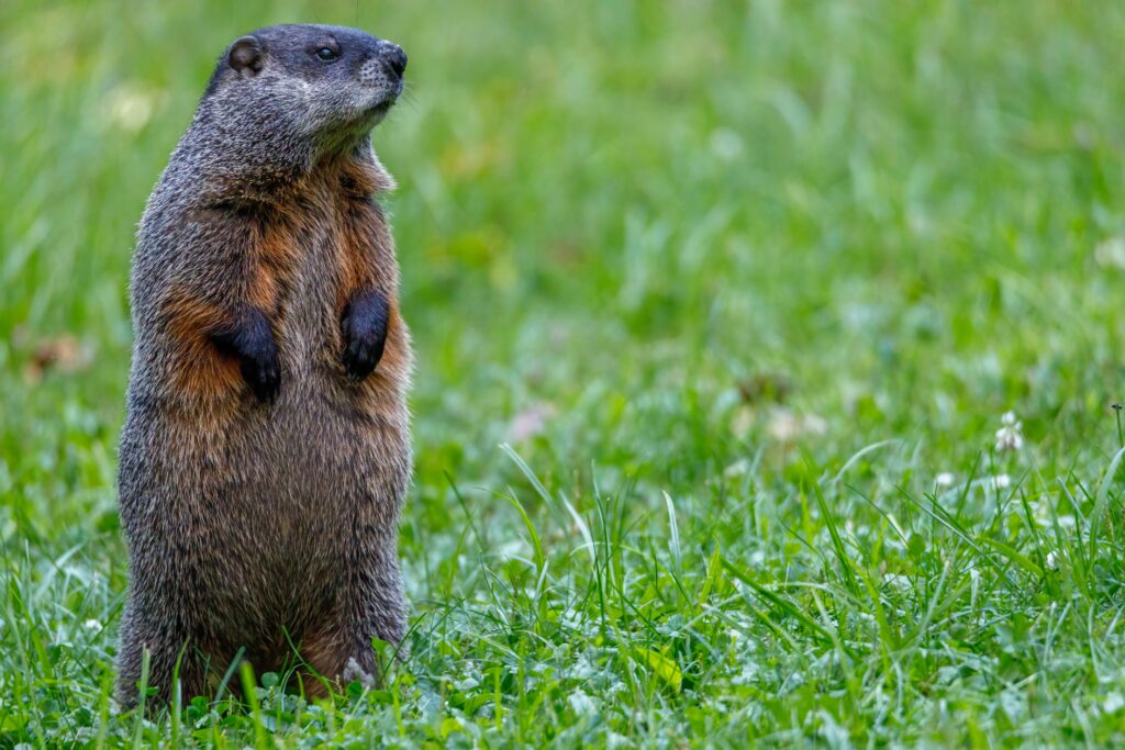 Marmota judicial
